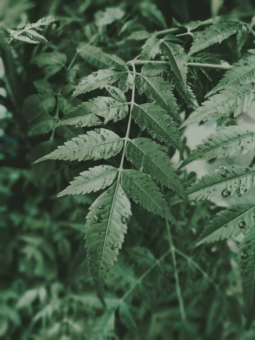 Ayurvedic leaves representing natural wellness and healing