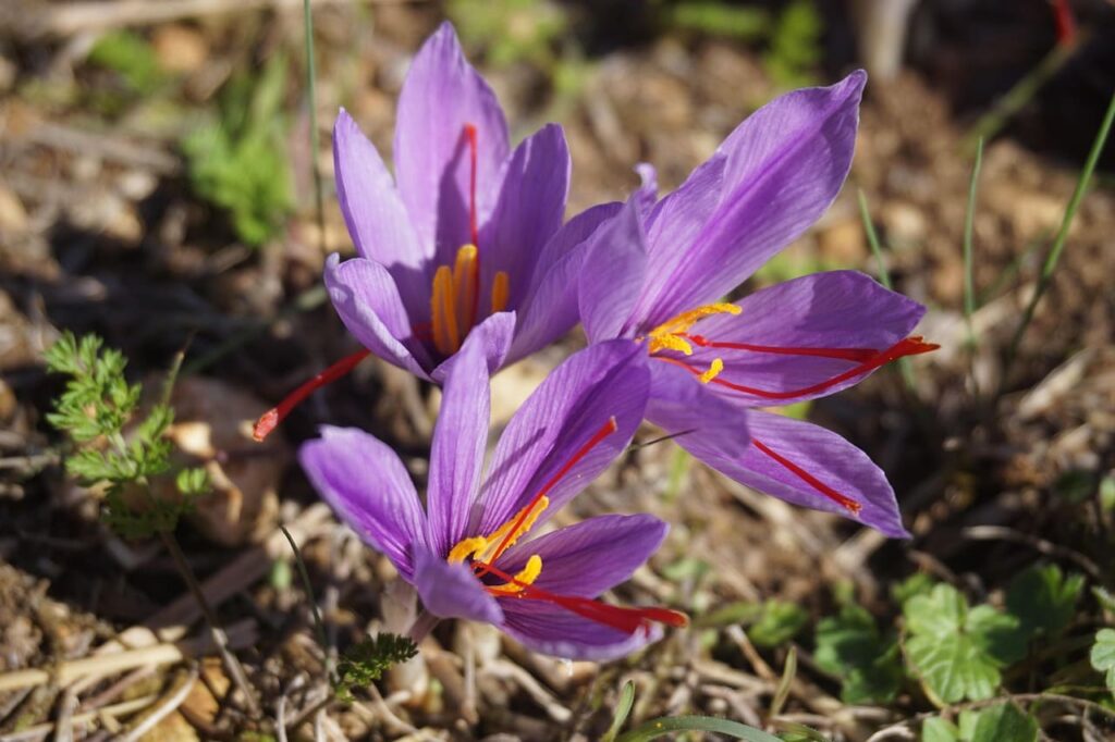 Crocus sativus flower from which saffron is harvested
