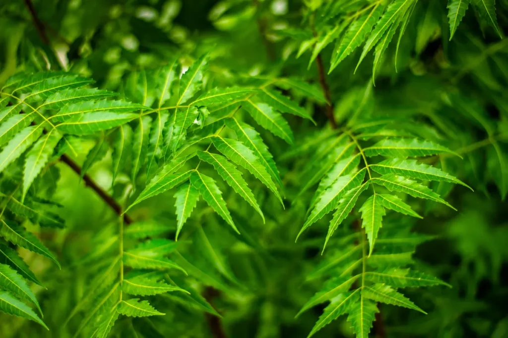 Fresh neem leaves used in Ayurveda, showing natural neem benefits for skin and skincare.