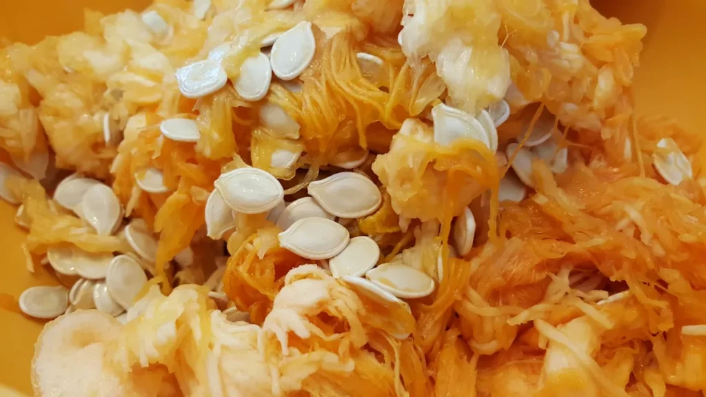 Fresh pumpkin seeds attached to the fibrous pulp inside a cut pumpkin before cleaning and drying.